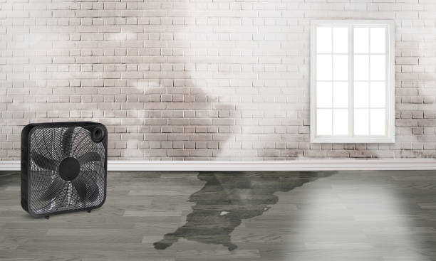 Best Mold removal after water damage  in Fellsburg, PA